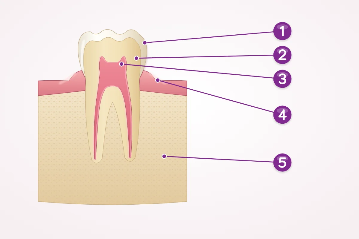 Illustration of a back tooth in cross-section with numbered parts: enamel, dentin, pulp, gum and jawbone